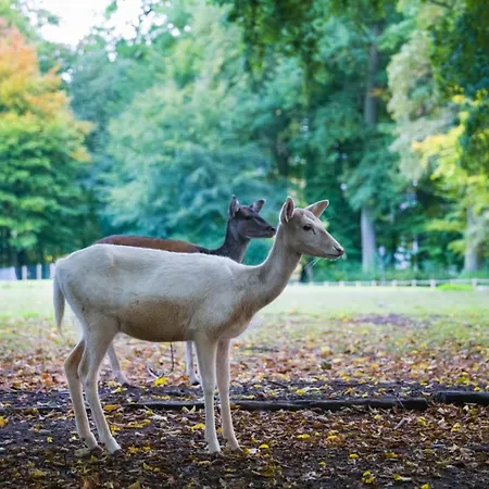 Graeflicher Park Health & Balance 4*