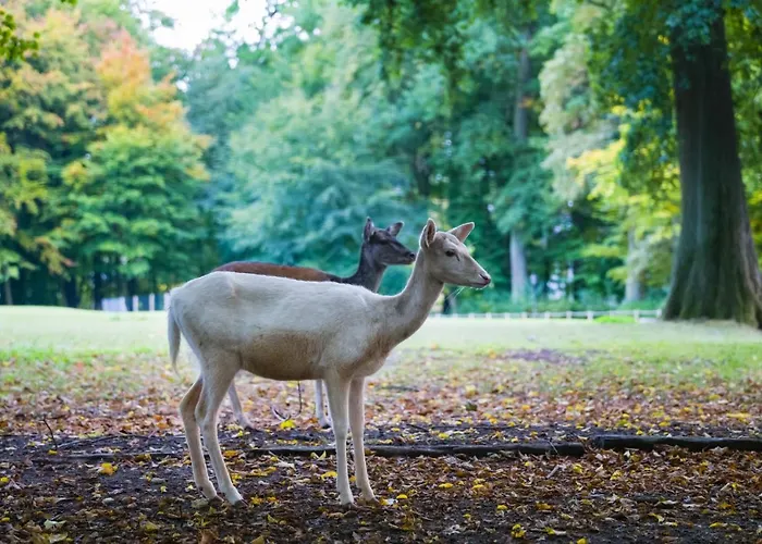 Graeflicher Park Health & Balance 4*