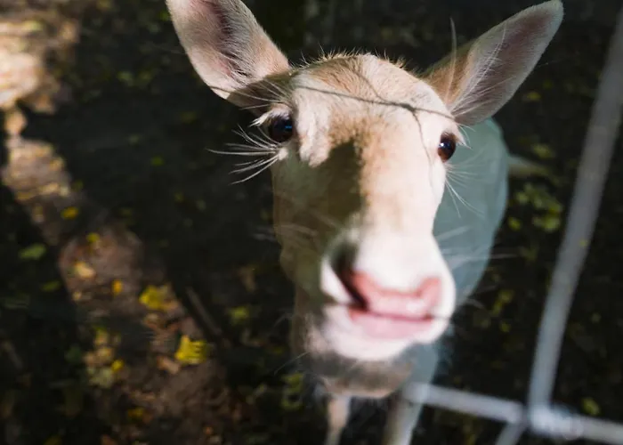 Graeflicher Park Health & Balance Szálloda